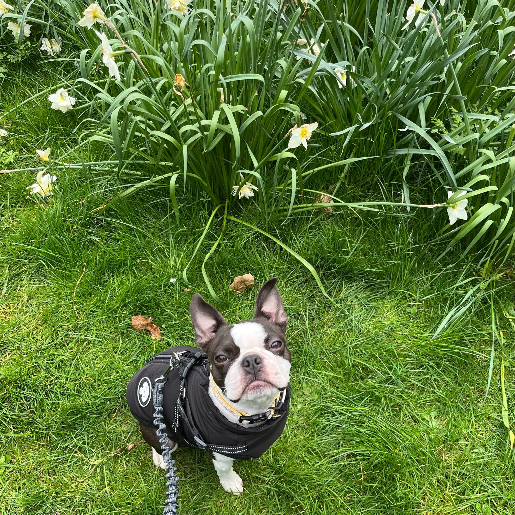 Dog standing in a grassy area with daffodils