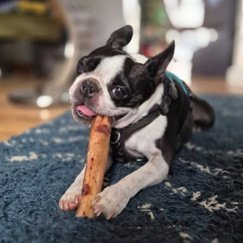 A black and white Boston Terrier dog lies on a dark blue shag rug, holding and chewing a wooden chew toy in a living room setting.