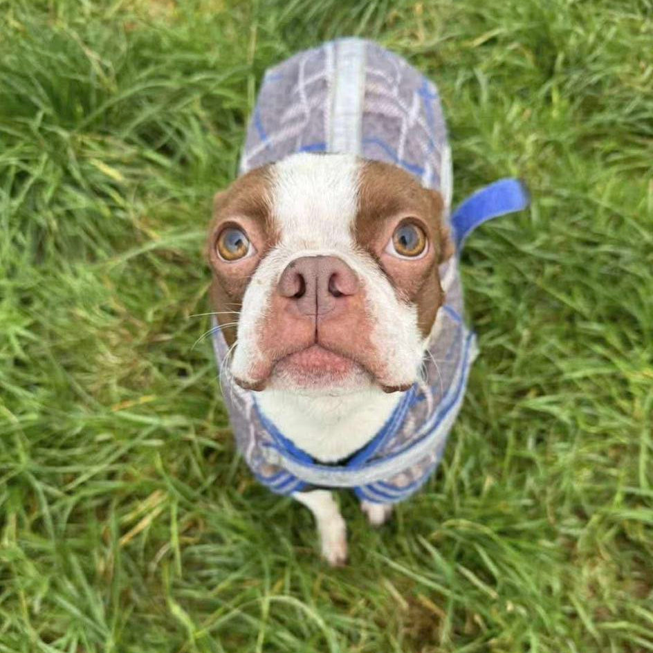 Dog wearing a blue raincoat on grass