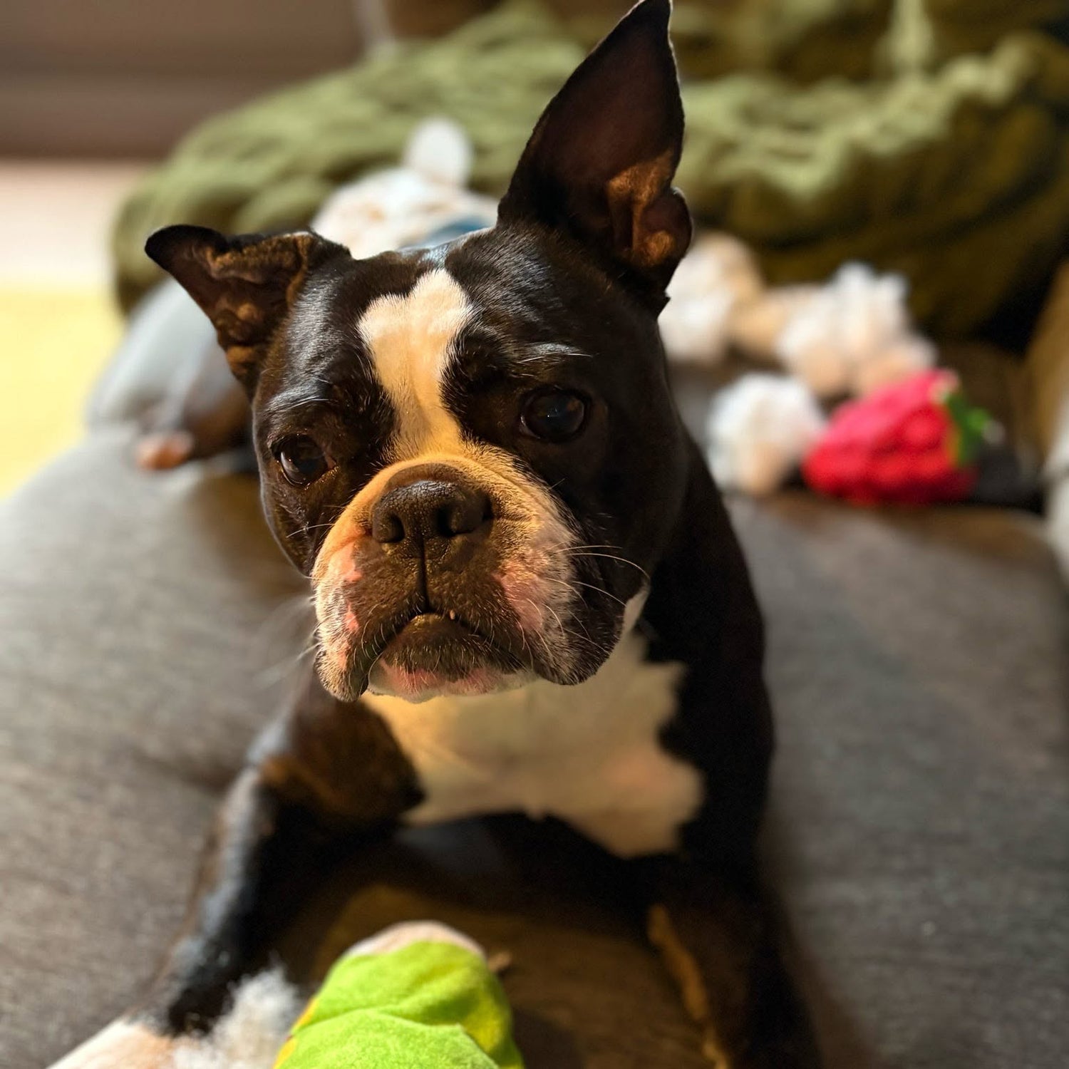 Dog with a green bandage on a couch
