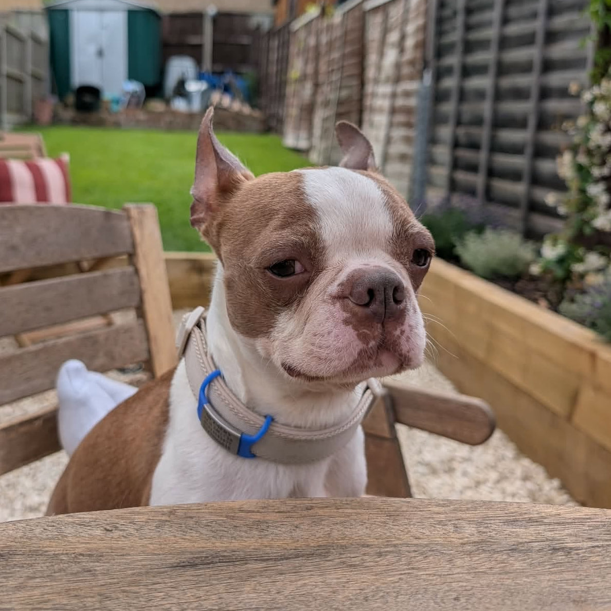 Dog sitting on a wooden chair in an outdoor setting with a garden background
