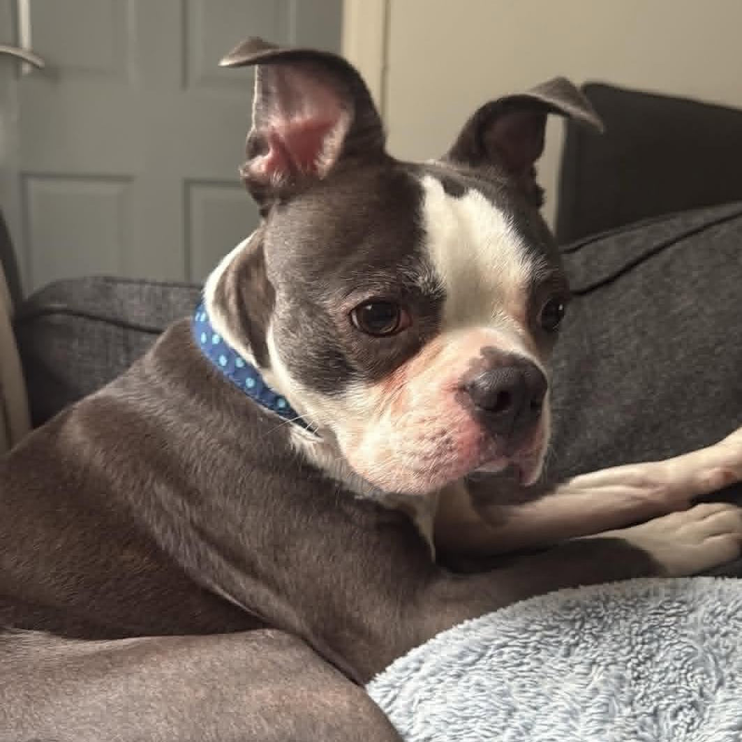 Dog with a blue collar lying on a couch