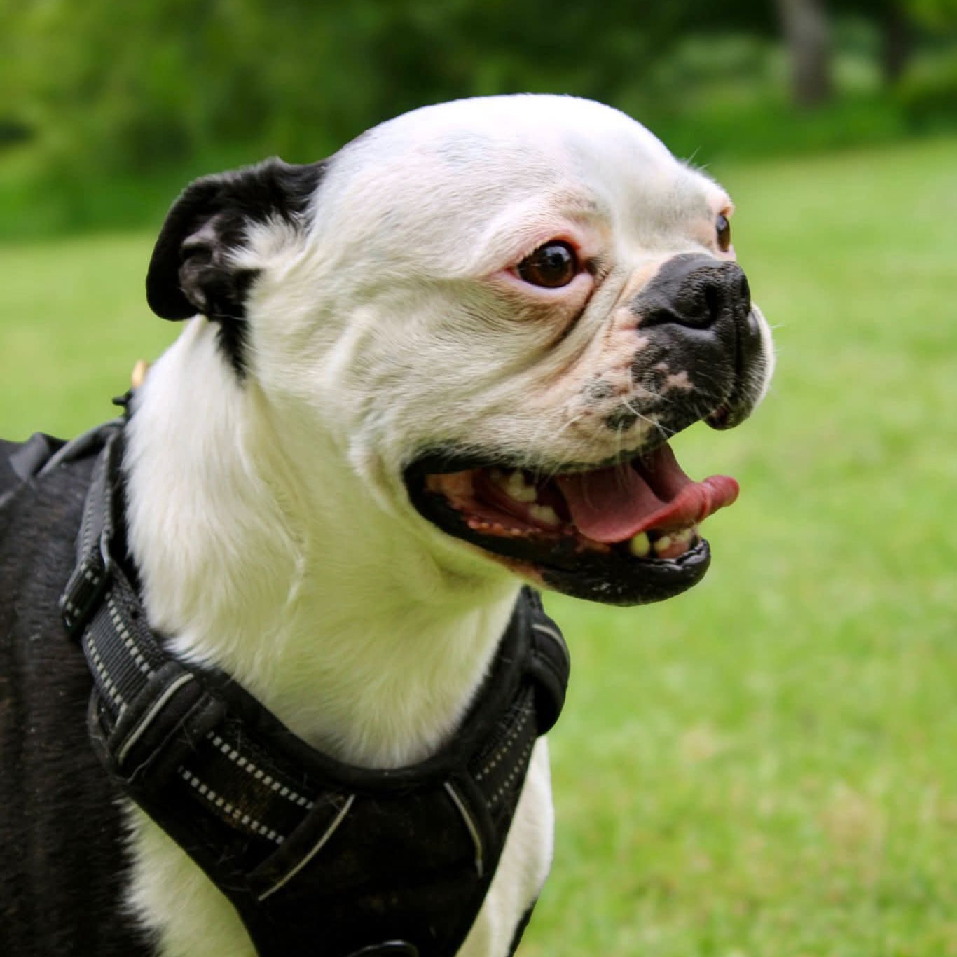 Dog wearing a harness on a grassy field