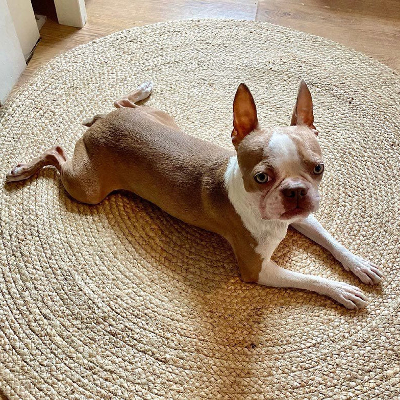 Small brown and white dog lying on a woven mat