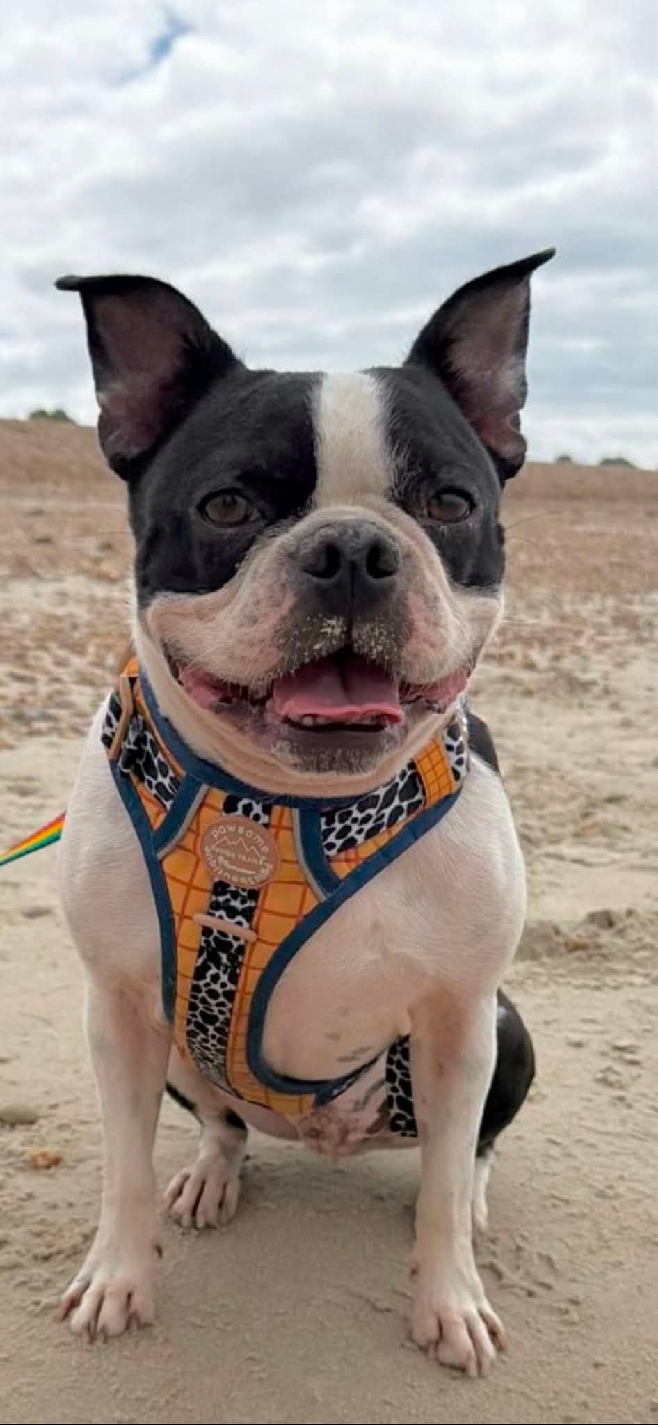 A black and white Boston Terrier dog sitting on a sandy beach wearing a patterned orange, black, and blue harness.