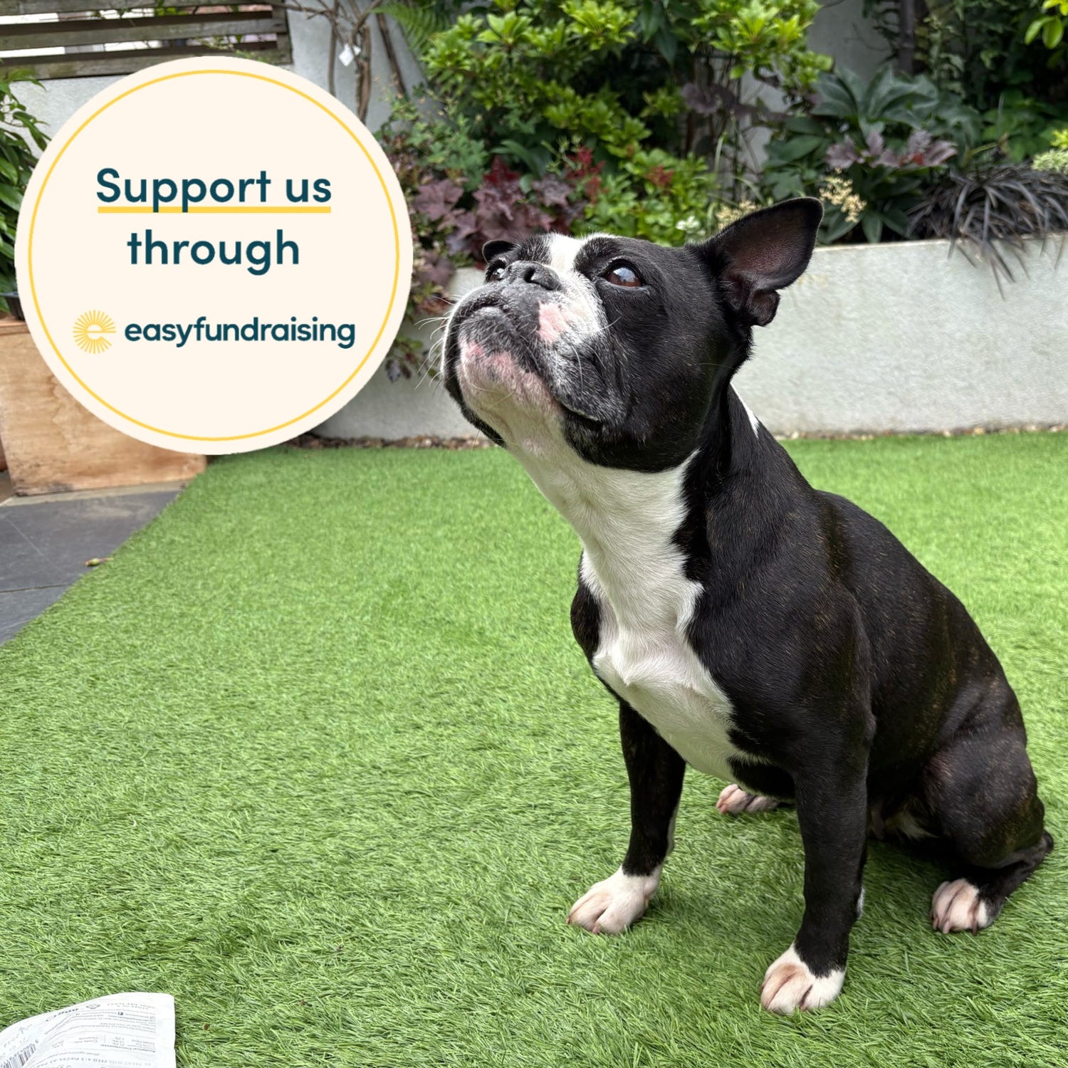 A black and white Boston Terrier dog sitting on green artificial grass in an outdoor garden setting, with a circular graphic overlay on the left that reads 'Support us through easyfundraising'.