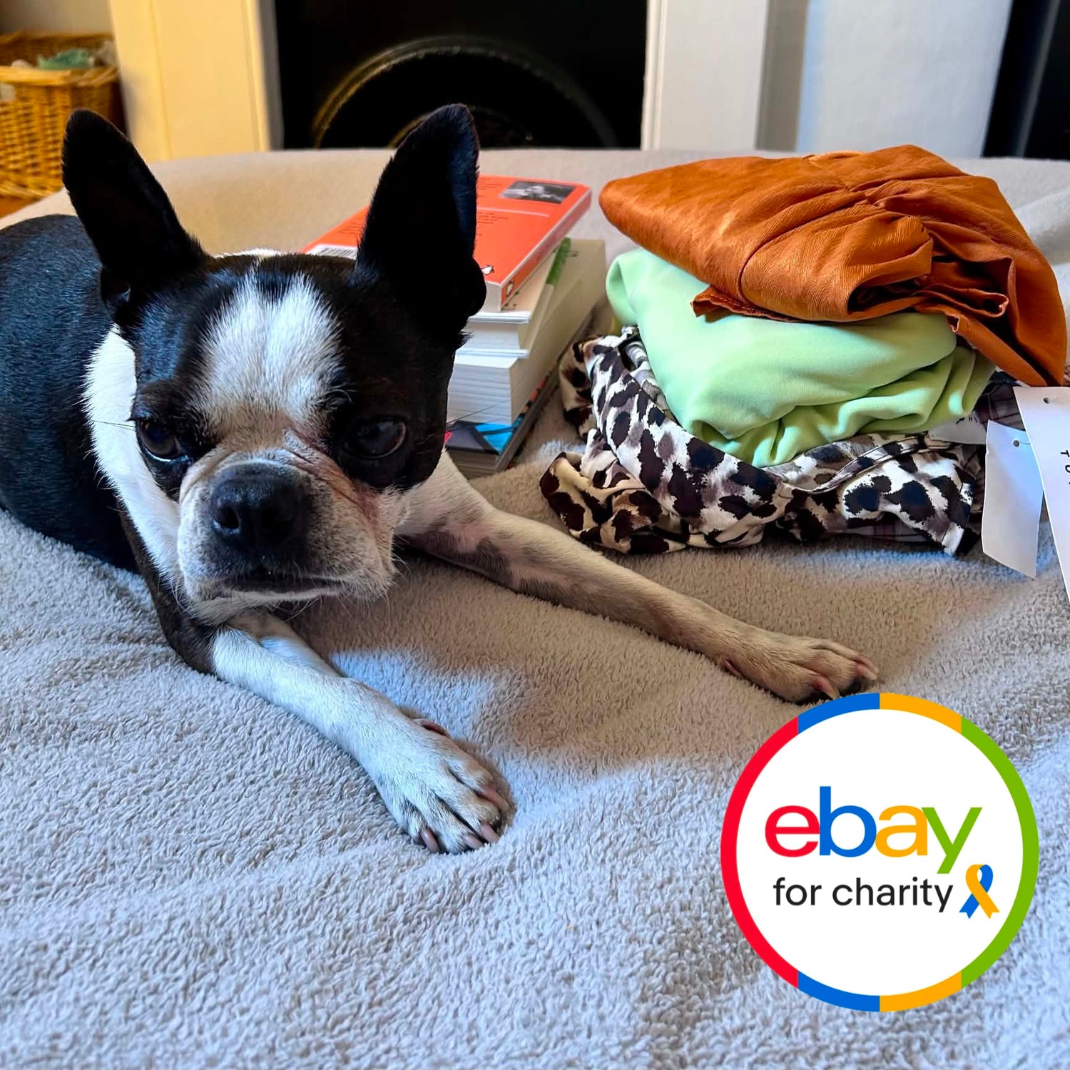 A black and white Boston terrier lies on a light gray blanket next to a stack of folded clothing, including an orange top, a light green garment, and a leopard print piece. An eBay for charity logo is visible in the bottom right corner.