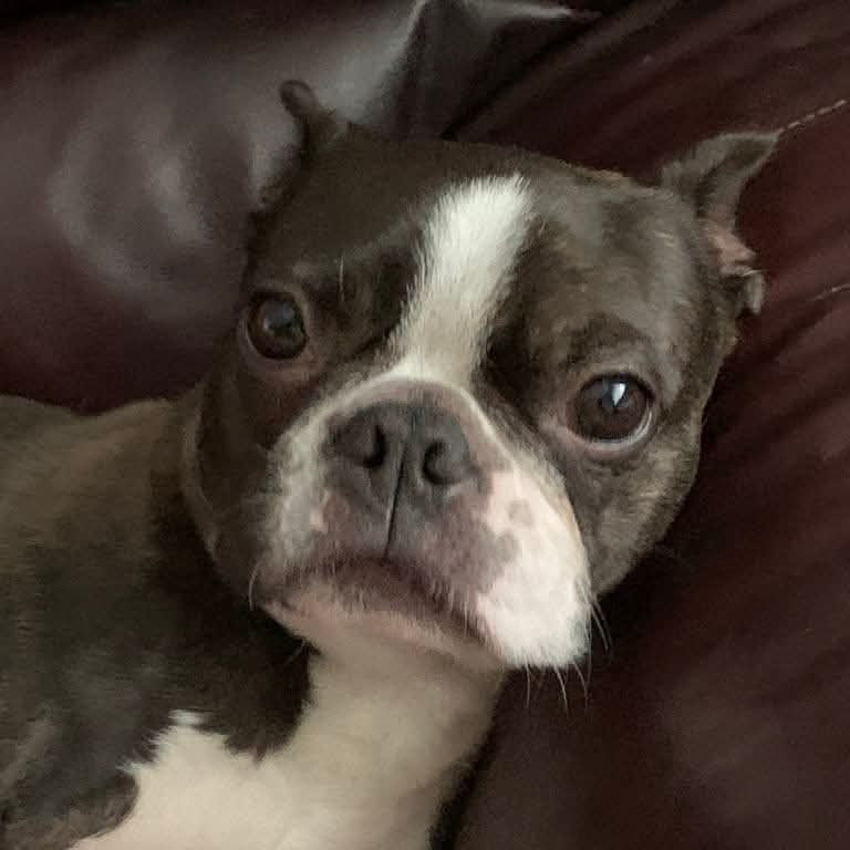 Dog with a black and white face on a brown leather couch