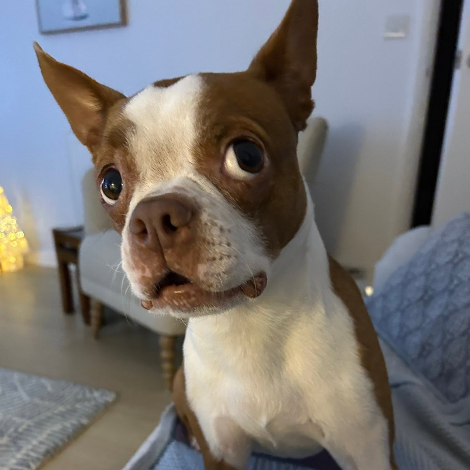 Brown and white dog sitting on a couch in a living room.