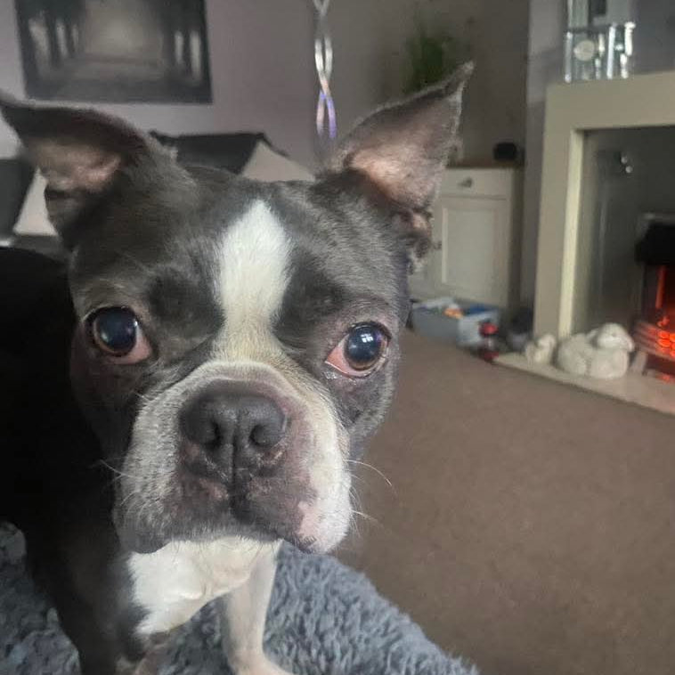 Dog with a black and white face sitting on a textured surface indoors.
