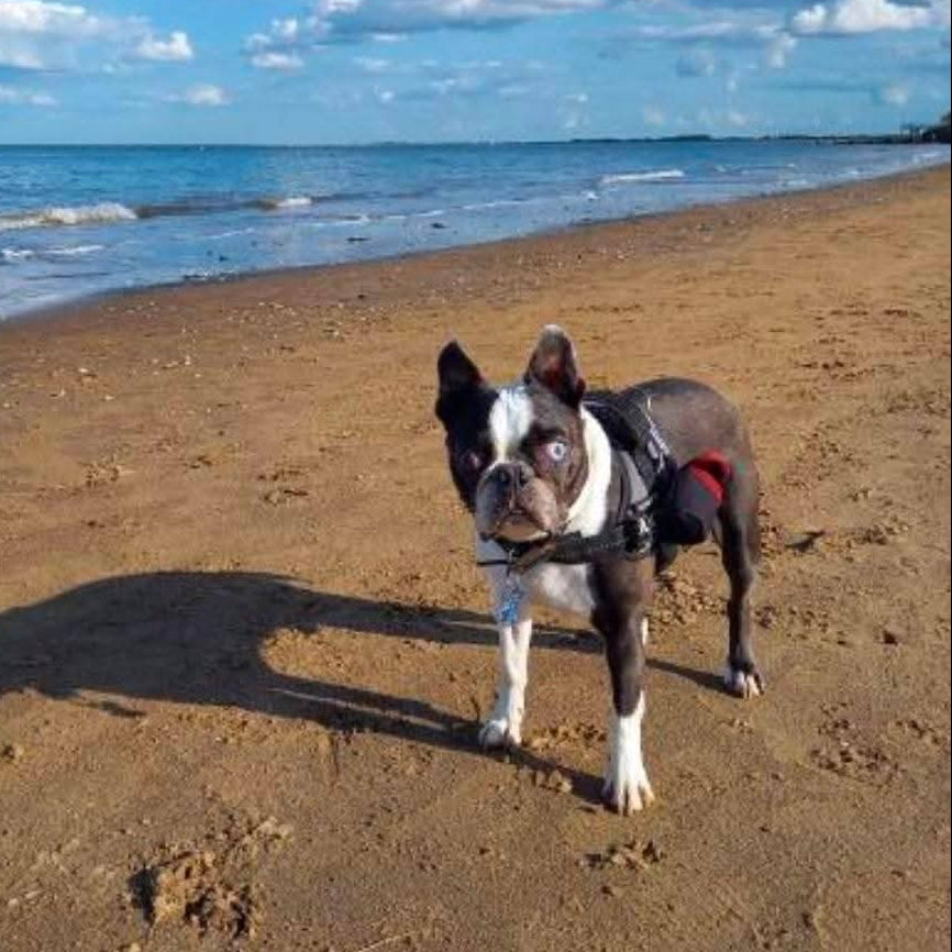 Dog standing on a sandy beach with ocean and blue sky in the background