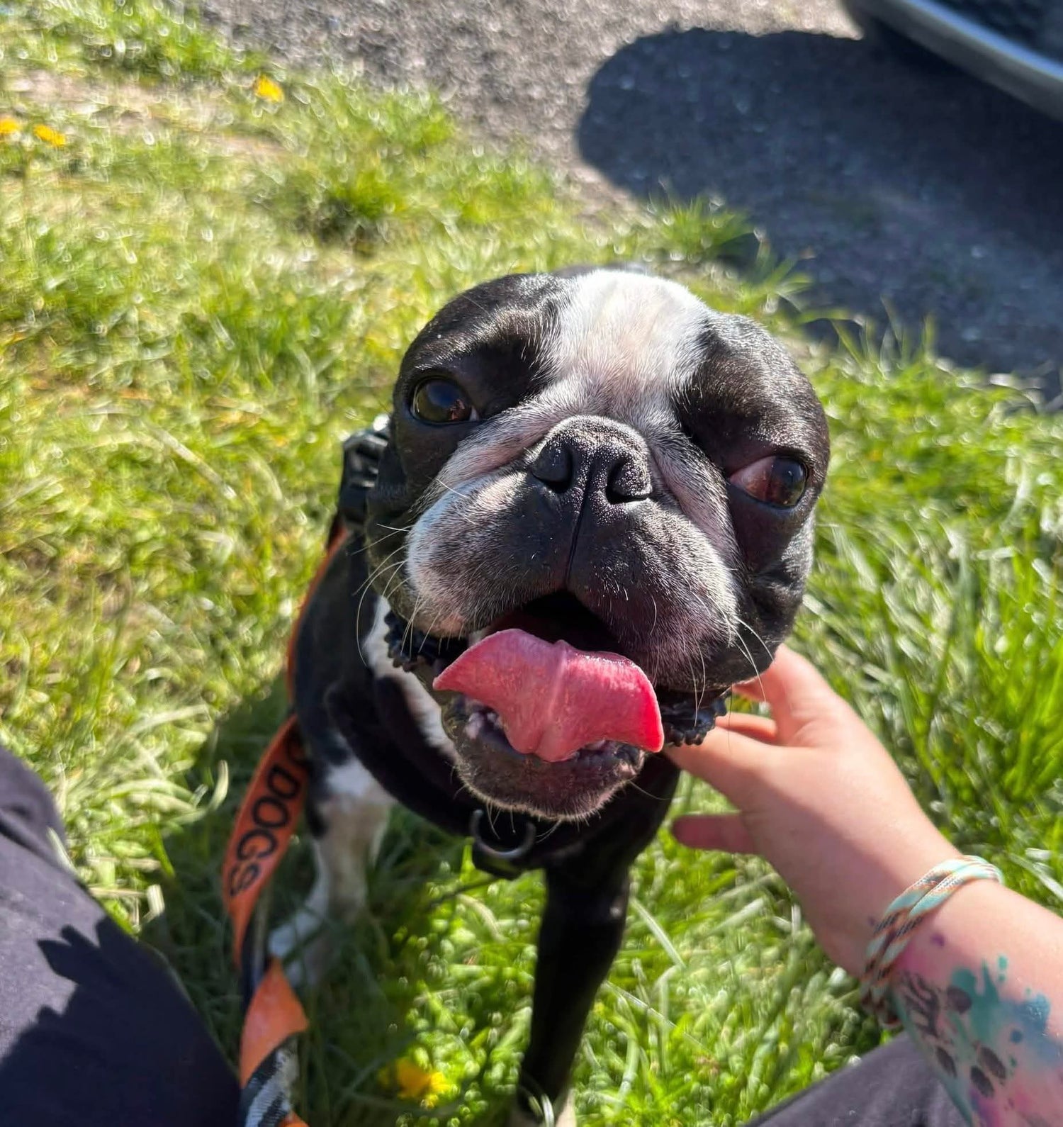 Black and white dog with a pink tongue on grass