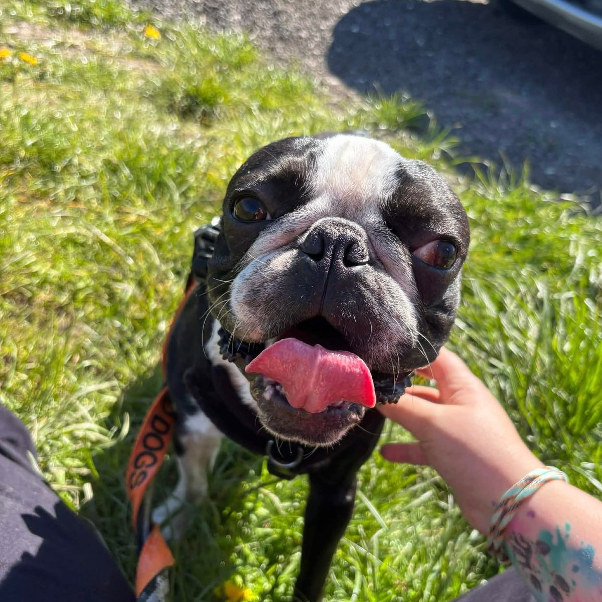 Black and white dog with a pink tongue on grass