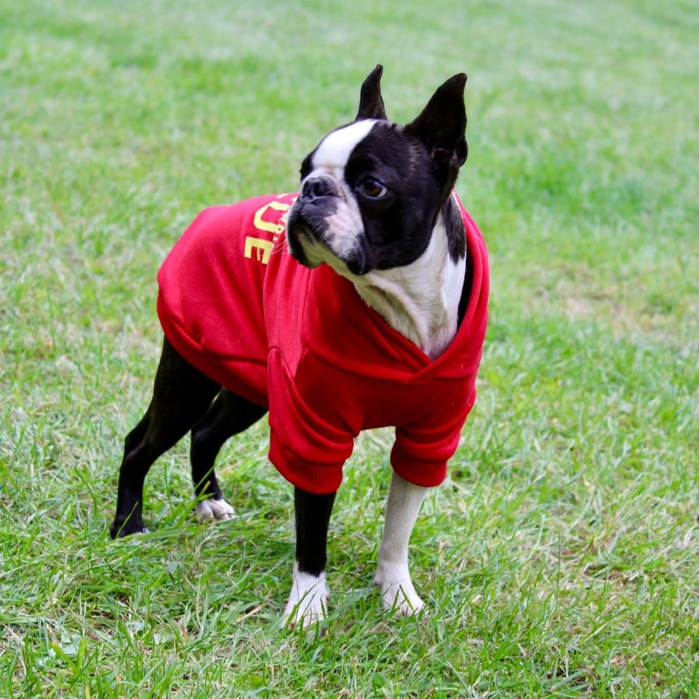 Dog Hoodie UKBTR