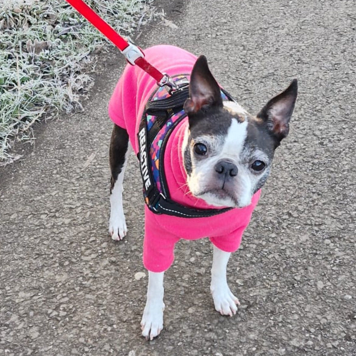 Small dog wearing a pink hoodie on a leash outdoors