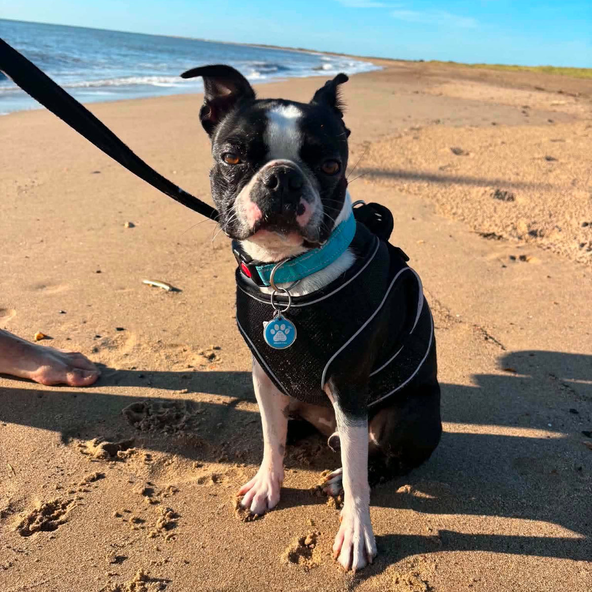 A black and white Boston Terrier dog wearing a black harness and a turquoise collar sits on a sandy beach with the ocean and blue sky in the background.