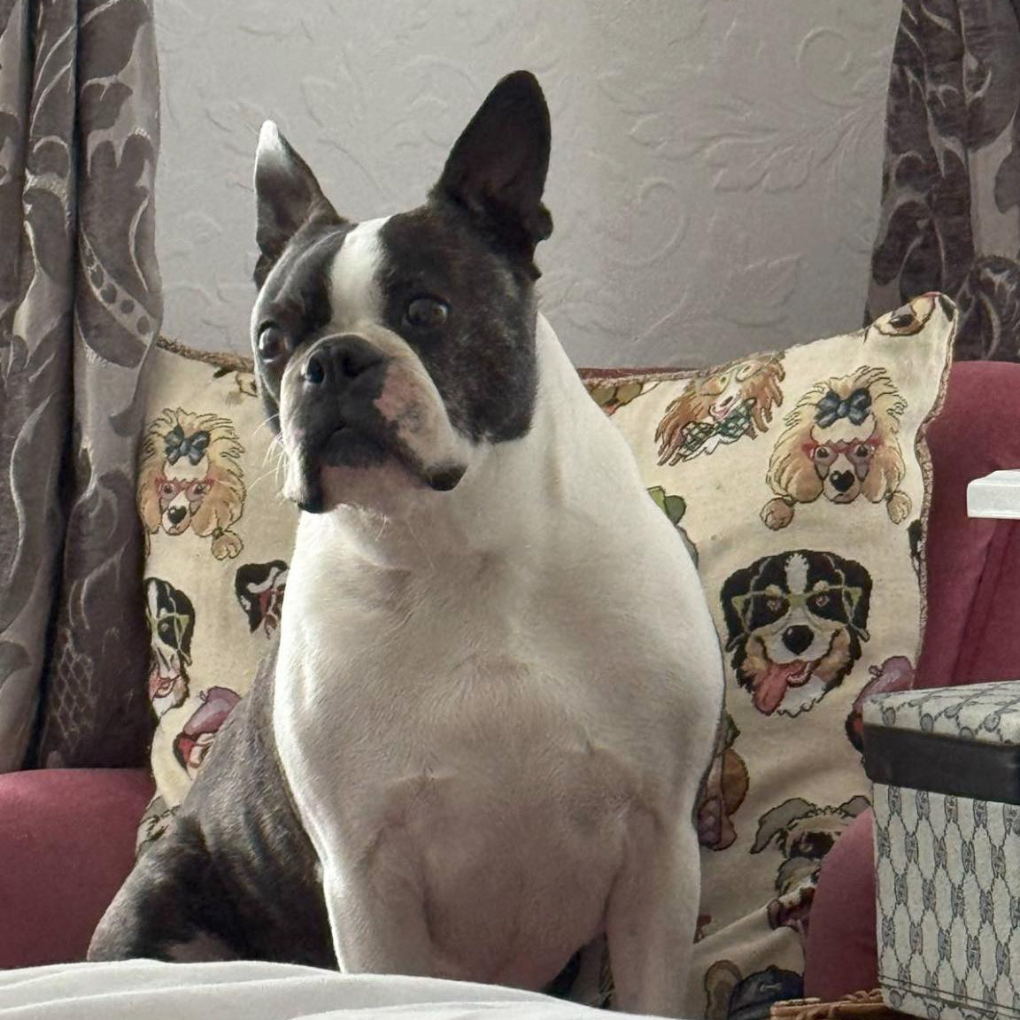 Dog sitting on a couch with patterned cushions in a home setting