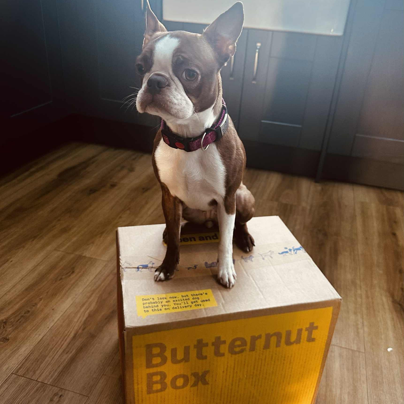 Dog sitting on a box labeled 'Butternut Box' in a room with wooden flooring.