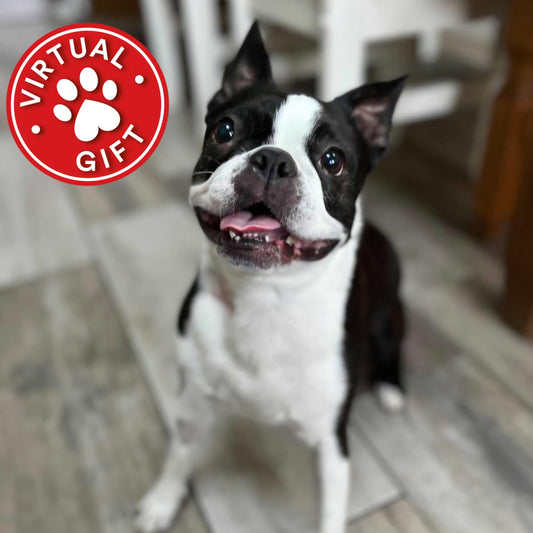 Virtual Gift - Foster Box