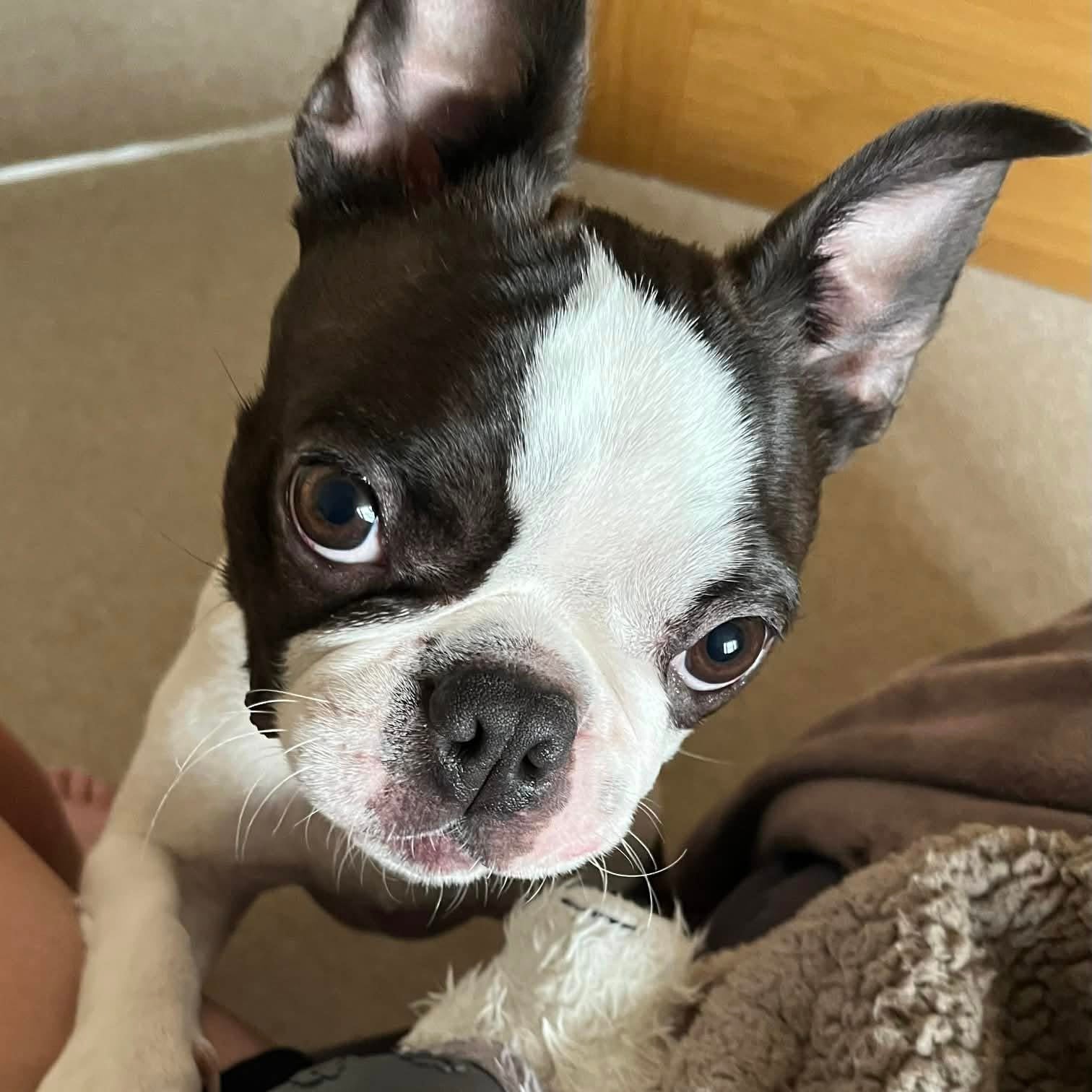 Small black and white dog with a toy in its mouth, sitting on a couch.