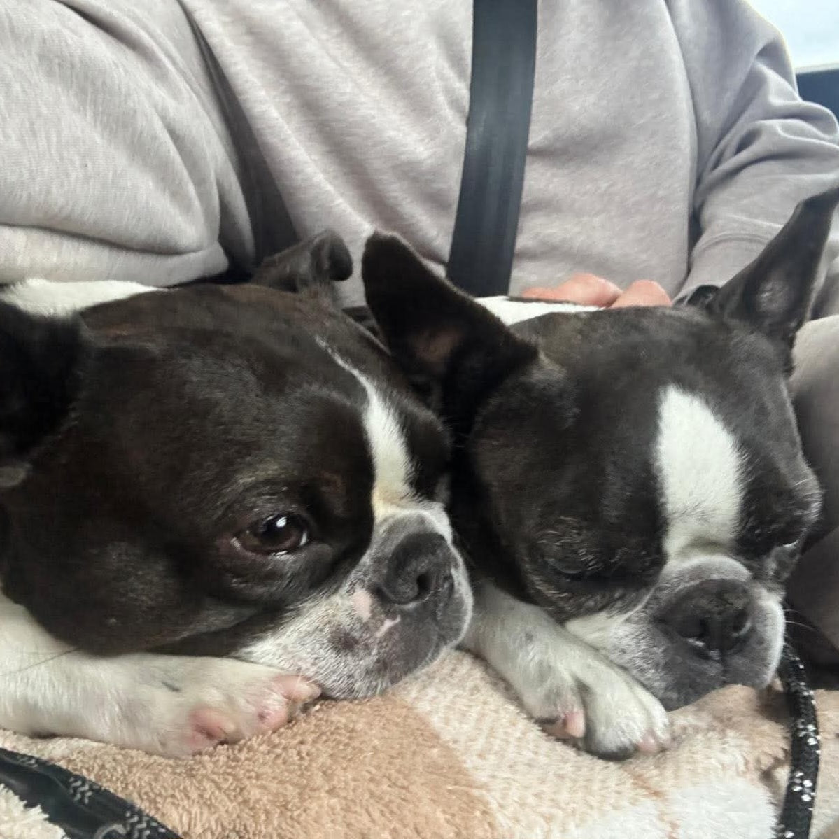 Two black and white Boston terrier dogs resting closely together on a beige blanket, with a person wearing a gray hoodie in the background.