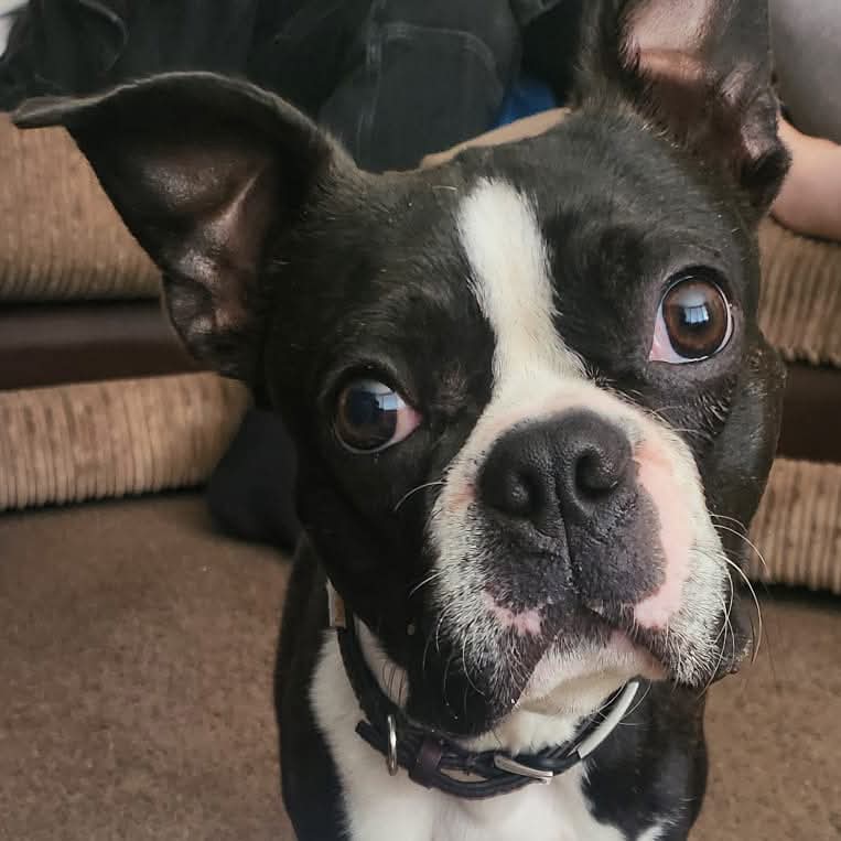 A close-up portrait of a black and white Boston Terrier dog wearing a black collar with a silver metal ring, sitting on a brown carpet in front of a couch.