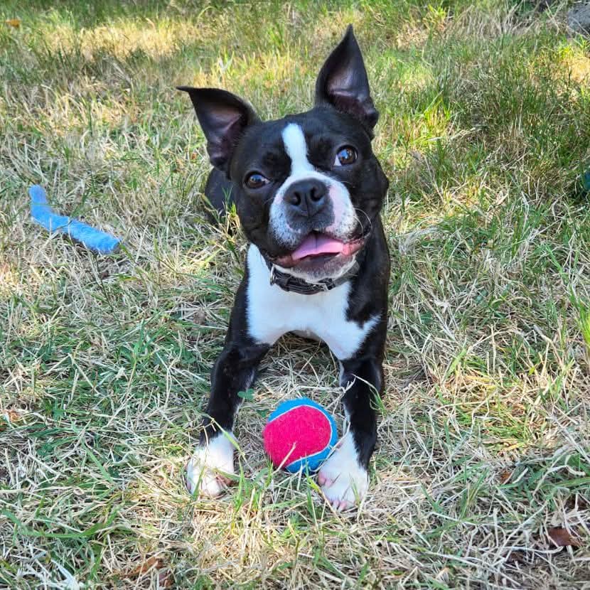 A black and white Boston Terrier dog sitting on grass outdoors, looking at the camera with its tongue out. A blue toy is on the left, and a pink and blue tennis ball is in front of it.