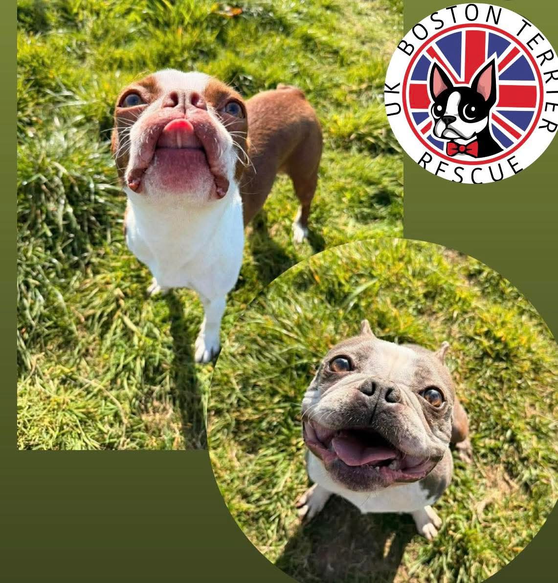 Two Boston Terriers on grass with UK Boston Terrier Rescue logo.