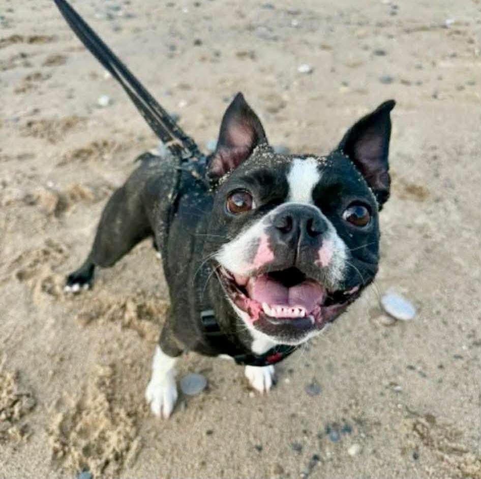 A black and white Boston Terrier dog wearing a harness and leash, smiling at the camera while standing on a sandy beach.