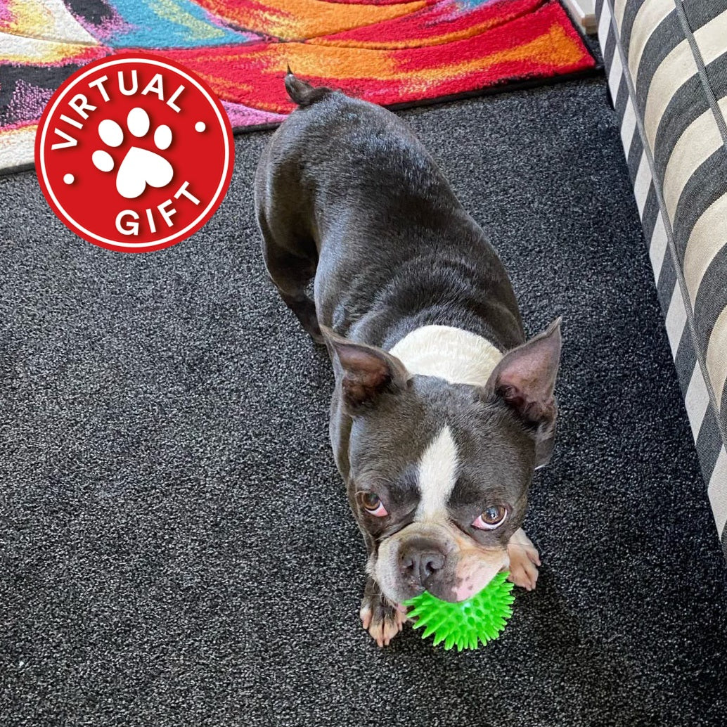 A Boston terrier dog holding a green spiky rubber toy on a dark carpeted floor, with a red circular 'VIRTUAL GIFT' paw-print overlay in the top left corner.