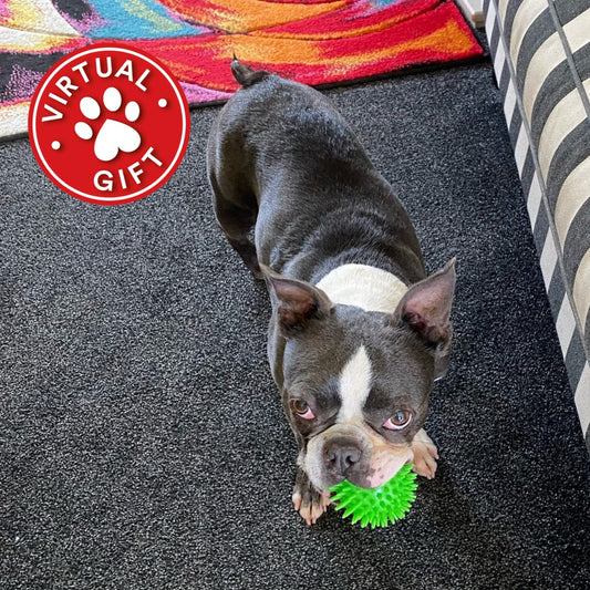 A Boston terrier dog holding a green spiky rubber toy on a dark carpeted floor, with a red circular 'VIRTUAL GIFT' paw-print overlay in the top left corner.