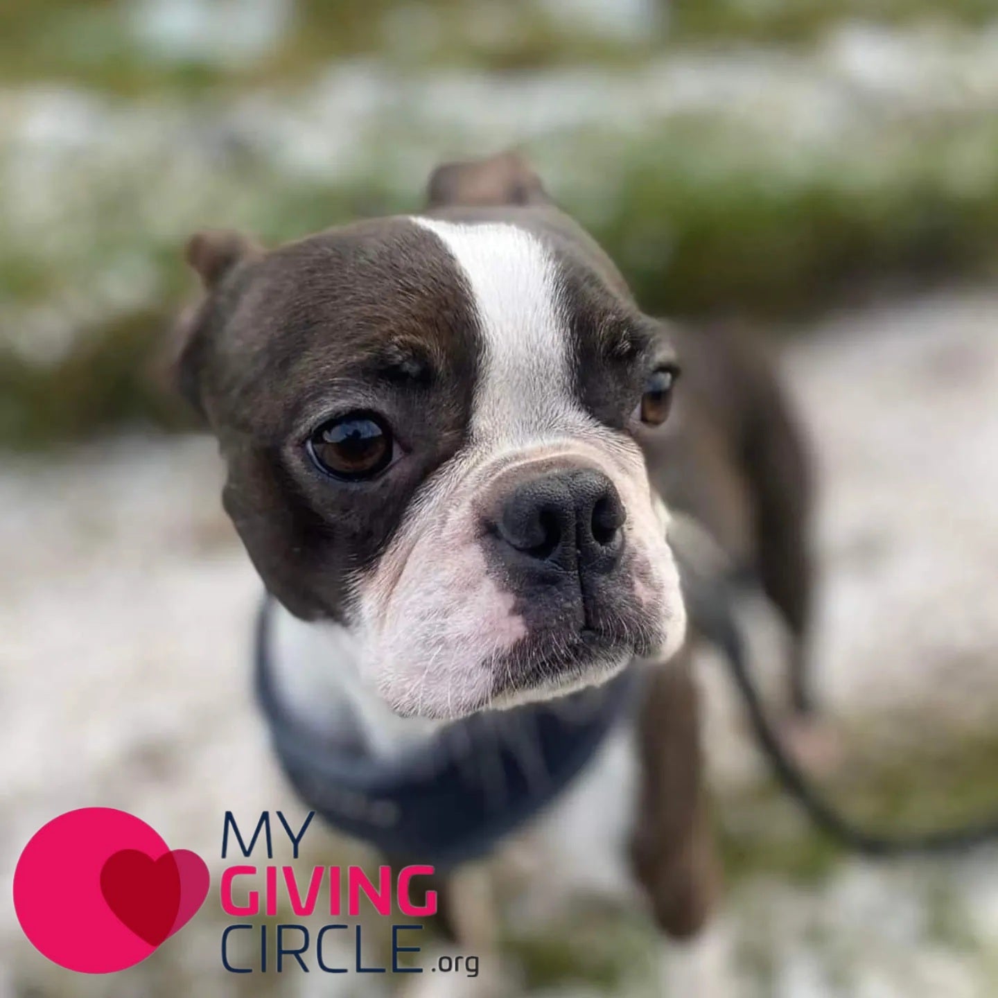 A close-up photo of a Boston Terrier dog outdoors, wearing a dark collar or harness. The background is softly blurred, and a pink and blue 'MY GIVING CIRCLE .