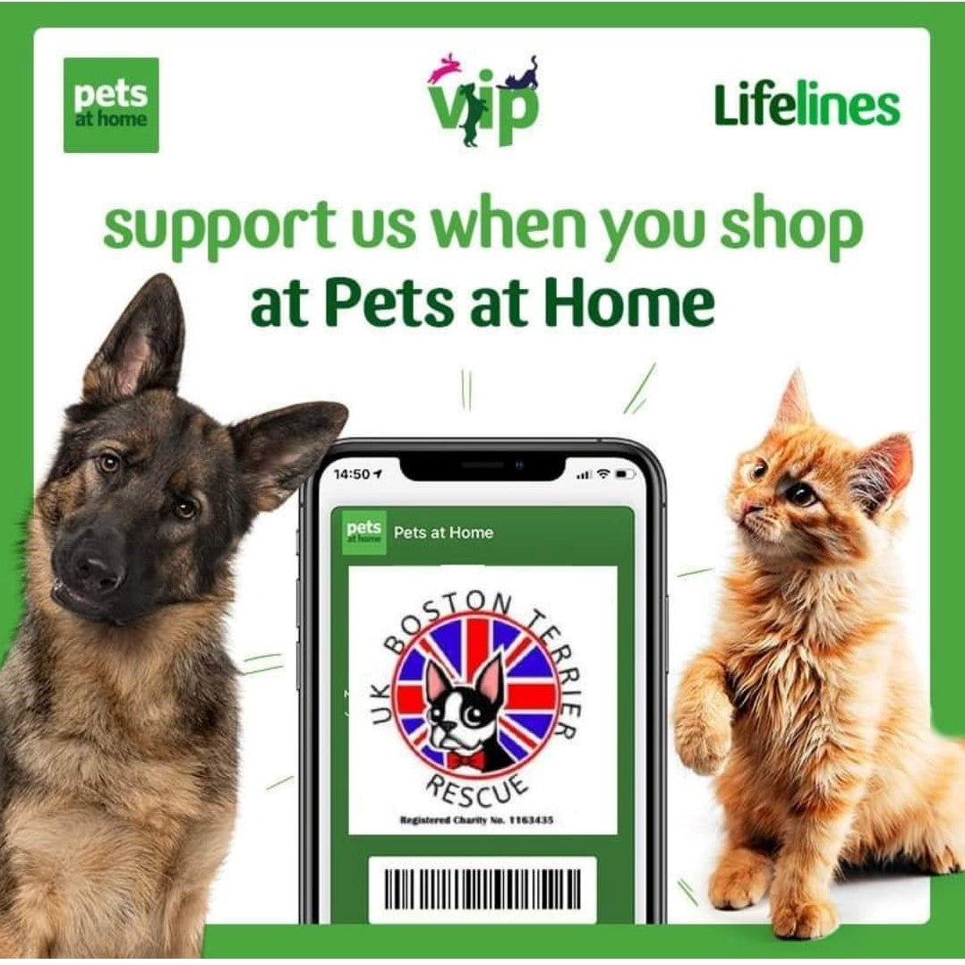 Promotional graphic for Pets at Home featuring a German Shepherd on the left, an orange tabby kitten on the right, and a smartphone in the center displaying the Pets at Home app with a UK Boston Terrier Rescue logo. The text reads 'support us when you shop at Pets at Home' with 'pets at home' and 'Lifelines' logos at the top on a white background with green borders.