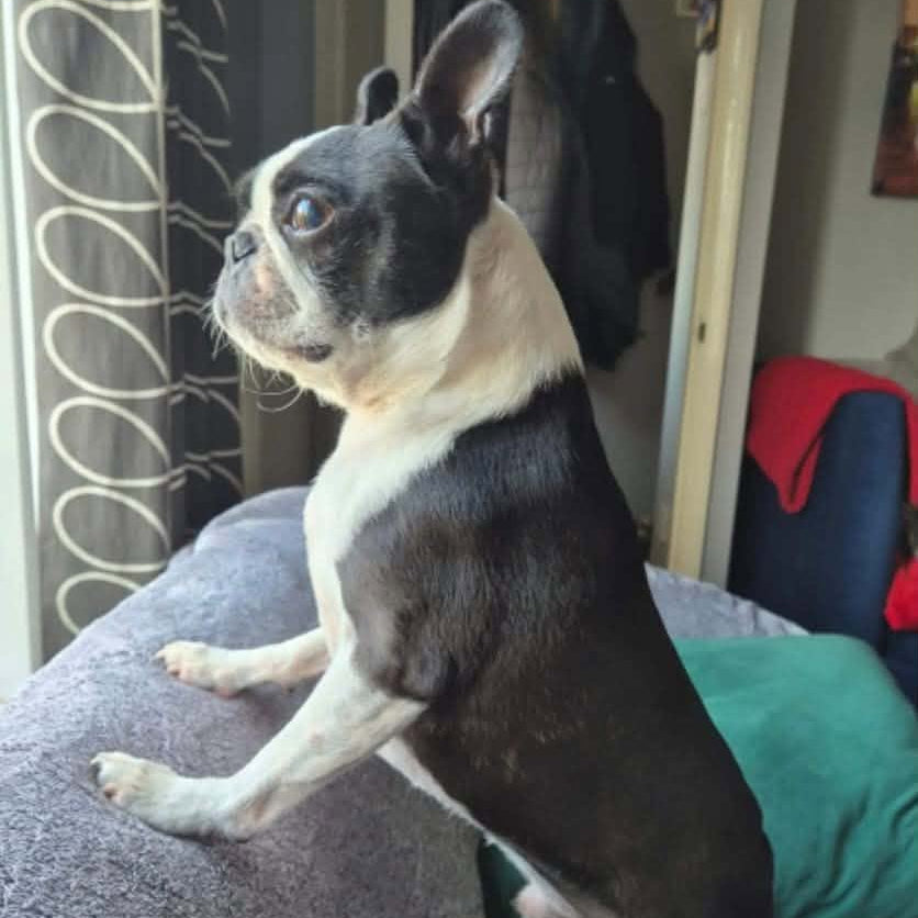 A black and white French Bulldog stands on its hind legs, leaning its front paws on a gray textured sofa in a home setting.