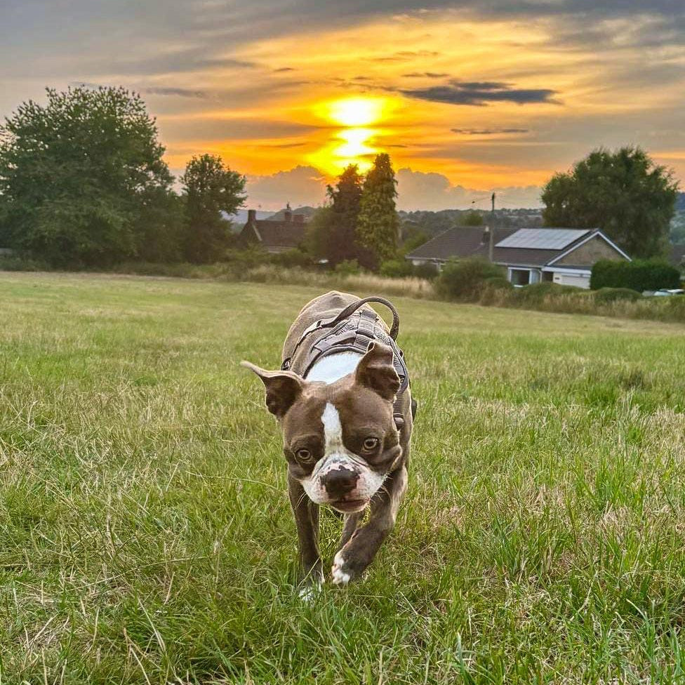 Dog running on a grassy field with a sunset in the background
