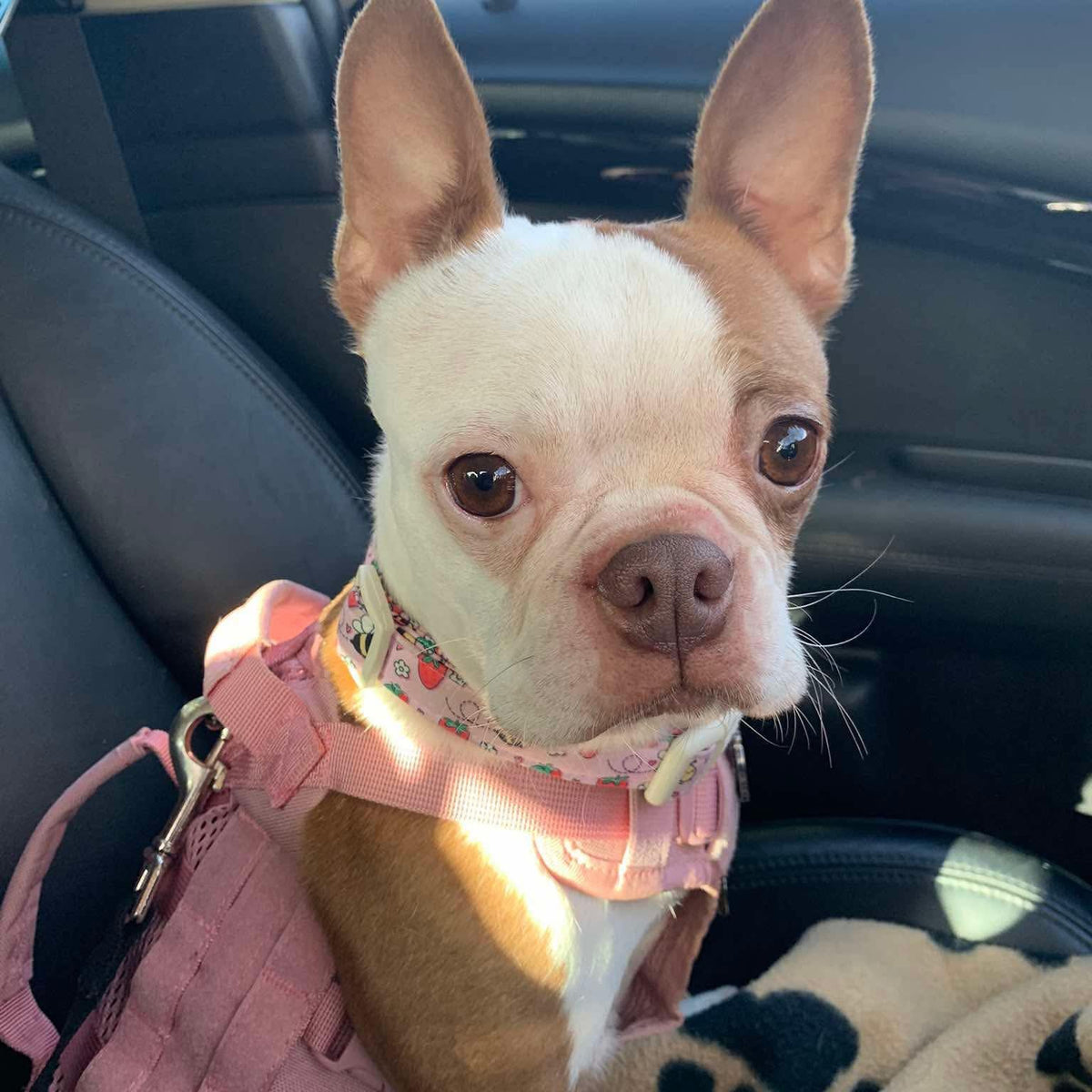Small dog with a pink harness sitting inside a car.