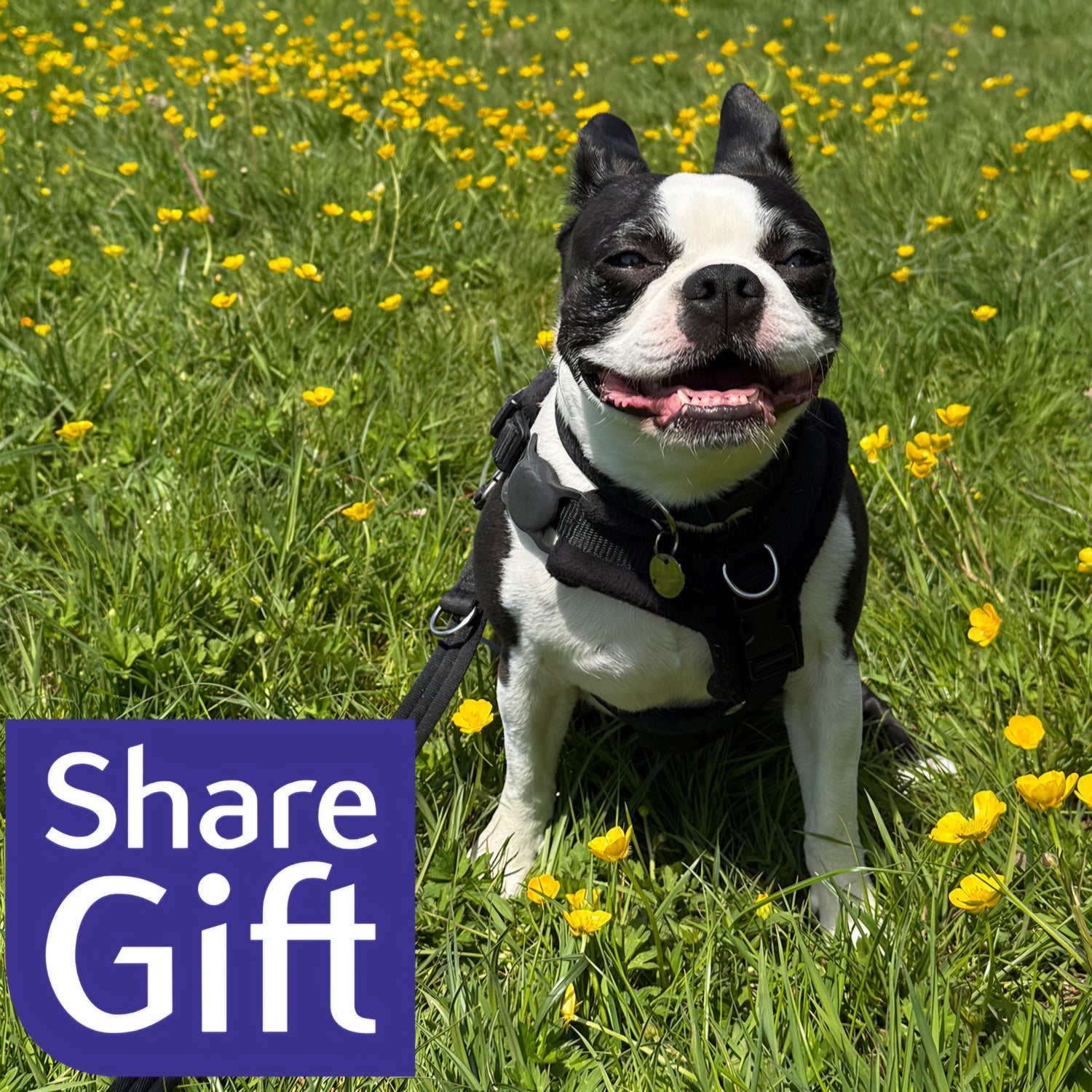 A black and white Boston Terrier dog wearing a black harness sits in a grassy field with yellow flowers. A purple 'Share Gift' square overlay is in the bottom-left corner.