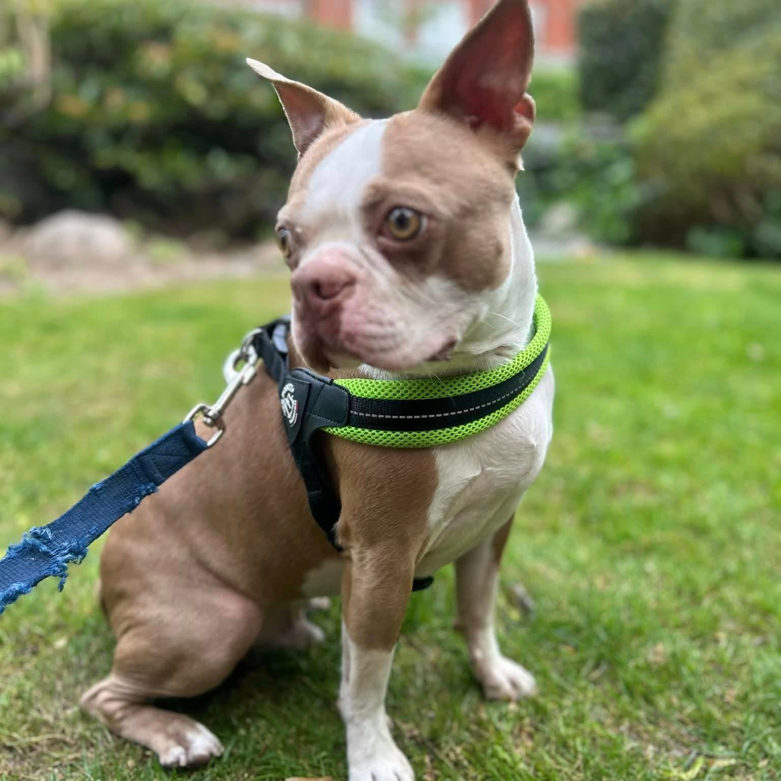 Red boston terrier sitting on the grass