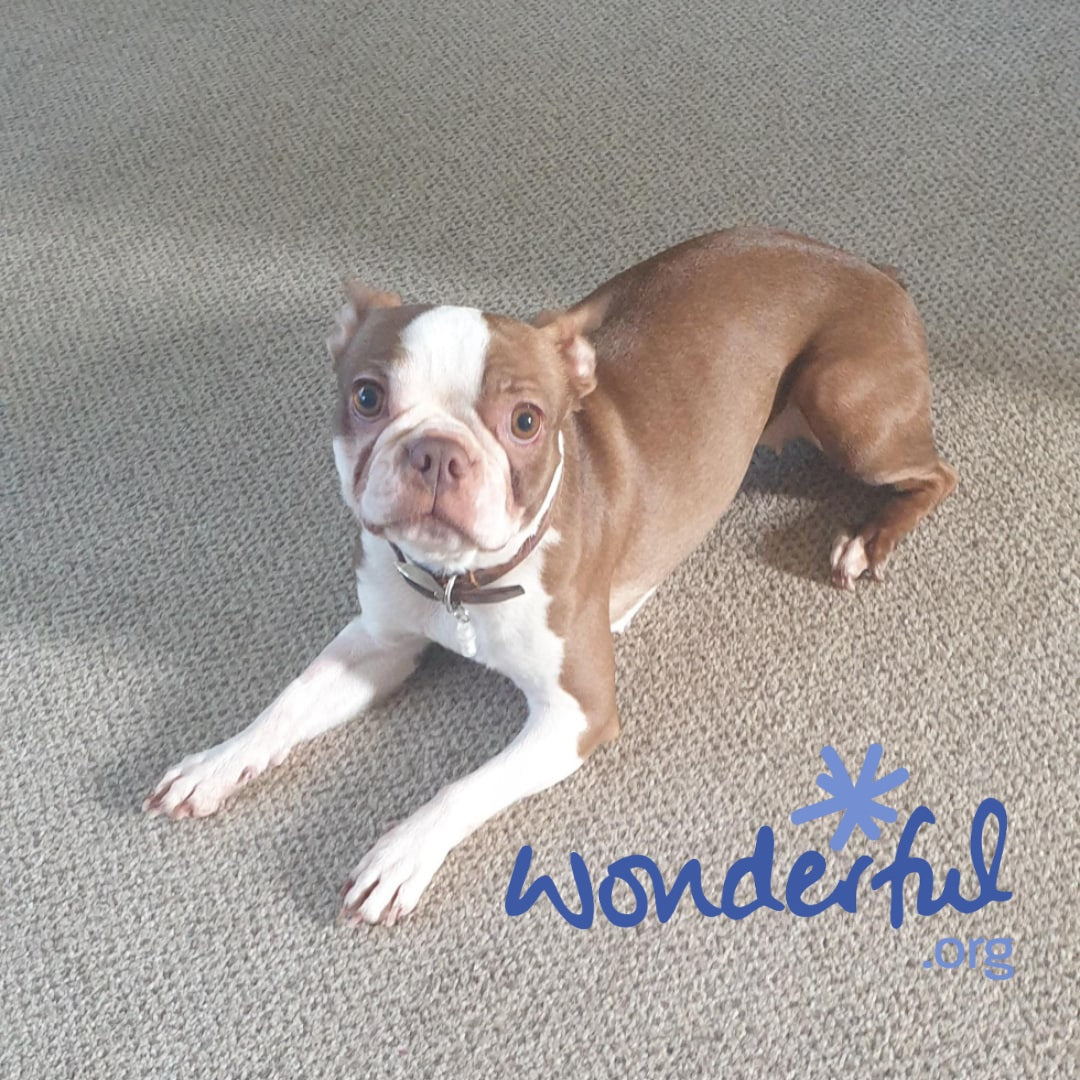 A brown and white Boston Terrier dog lying on a textured gray carpet, wearing a brown collar. The word 'wonderful' is written in blue script in the bottom right corner with a small blue starburst above it.
