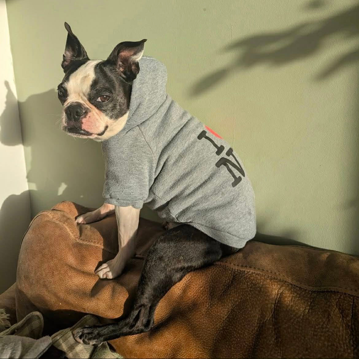 Dog wearing a gray hoodie with a brand logo, sitting on a brown surface.