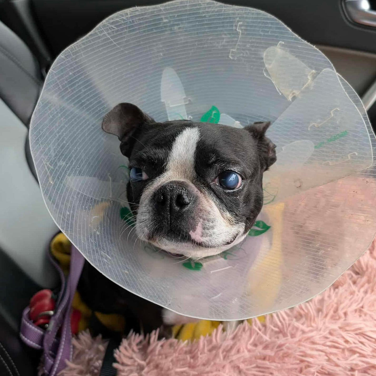 Dog wearing a cone collar in a car