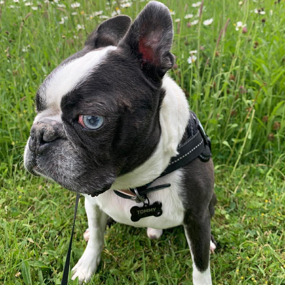Dog on a leash in a grassy field with wildflowers