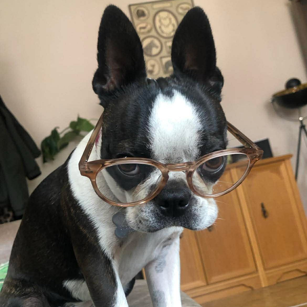 Dog wearing glasses indoors with a neutral background