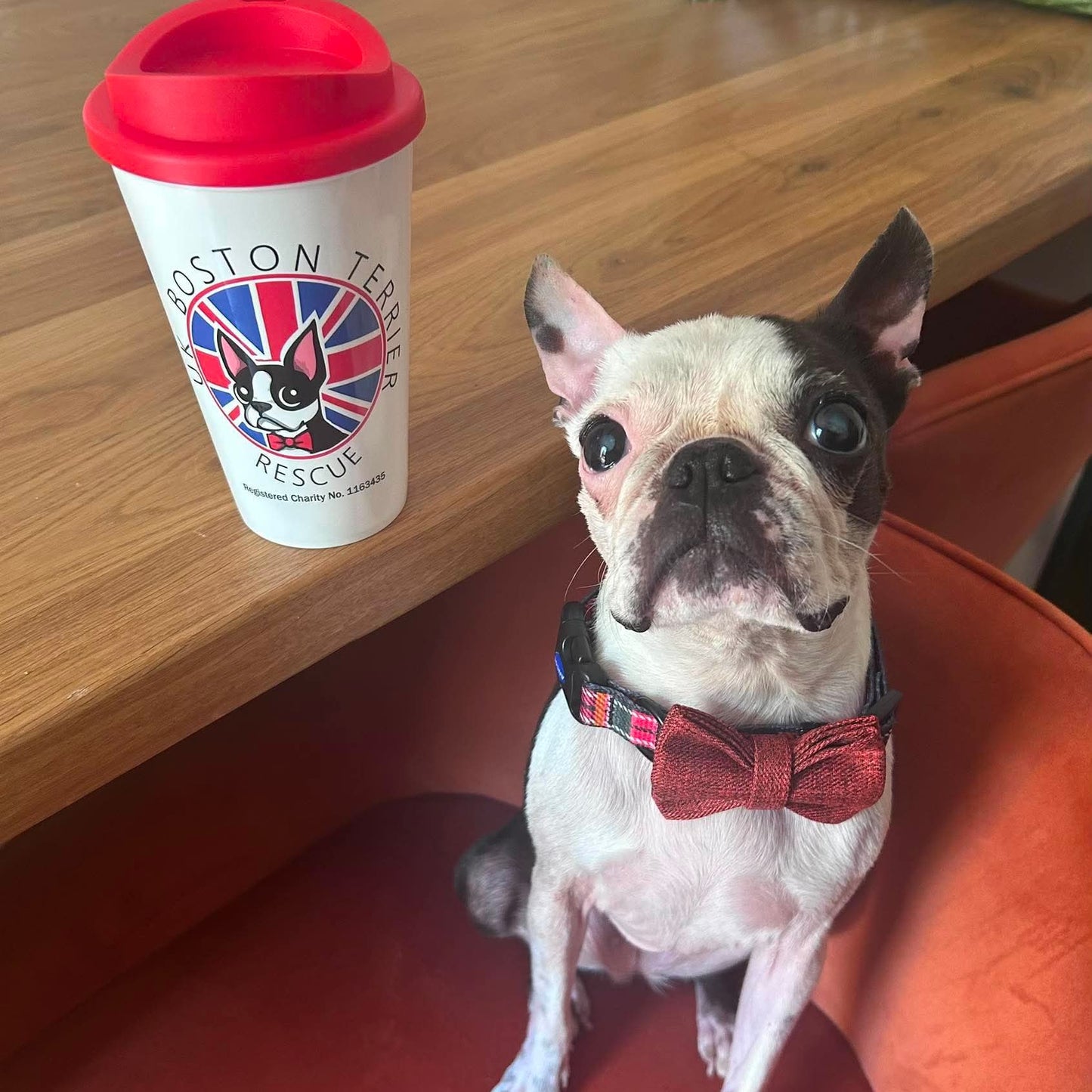 A Boston Terrier dog wearing a red bow tie sits on a red chair next to a Boston Terrier Rescue coffee cup on a wooden table.