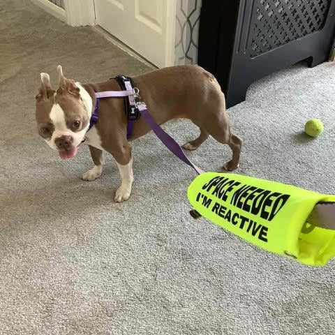 Dog on a leash with a 'Space Needed I'm Reactive' sign on a carpeted floor.