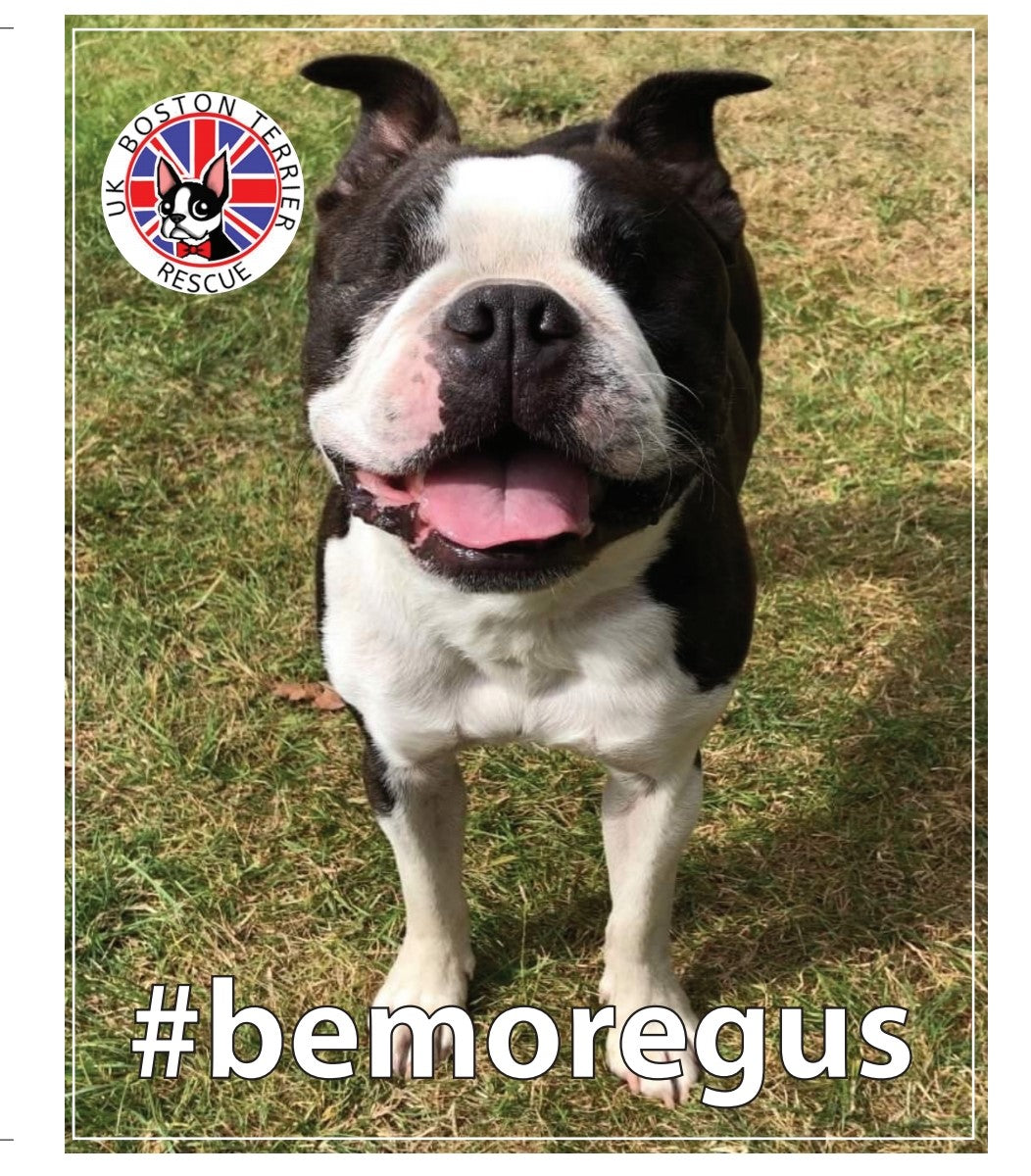 Be More Gus Sticker