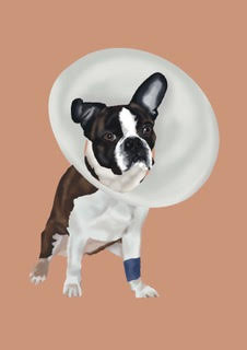 Get Well Soon Boston Greeting Card